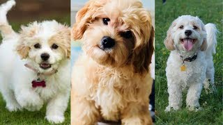 Cavachon  Funny and Cute dog video compilation in 2022 [upl. by Ydnarb613]