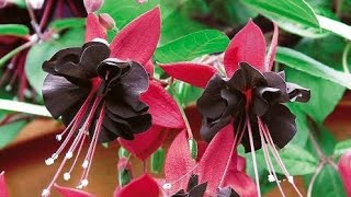 16 Best Fuchsia Varieties for Hanging Baskets and Pots [upl. by Arun]