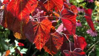 Cercis canadensis Forest Pansy [upl. by Sproul]