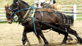 Work horses pull more than 9000 lb to start the stampede [upl. by Ansley]