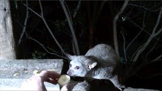 Feeding the Bushbabies  Stilts Backpackers [upl. by Kilam]