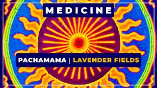 🎼 Pachamama ⭐ Lavender Fields ✨ Medicine Music [upl. by Hgielrebma]