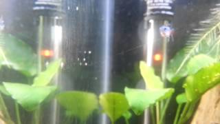 Nerite Snail Babies Hatched eggs in Freshwater [upl. by Zwiebel546]