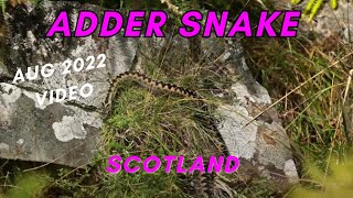 Female adder snake somewhere in Scotland 053 [upl. by Hendrickson]