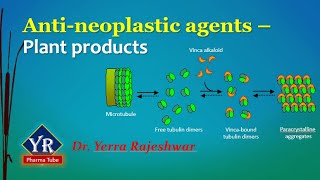 Antineoplastic agents  Plant products  Etoposide  Vinblastine  Vincristine  YR Pharma Tube [upl. by Notnats116]