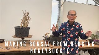 Making Bonsai From Hedging Honeysuckle [upl. by Nylac]