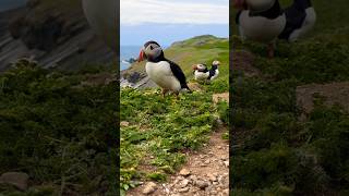 Close Up puffins [upl. by Jo682]