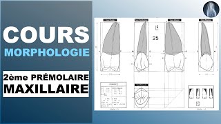 Morphologie  2ème prémolaire maxillaire  Cours  © [upl. by Ahsikym]