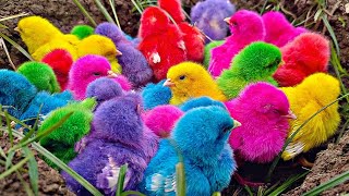 Menangkap ayam lucu ayam warna warni ayam rainbow bebek angsa ikan hias ikan cupang Kelinci [upl. by Raval]