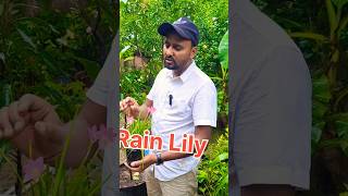 Rain Lily Flower 🌼 वर्षा लिली फूल sell shorts ytshorts farming viralshort youtubeshorts [upl. by Maroney]