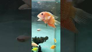 Red spotted severum PETSHIVE petshive fishes petfish aquarium aquaticpets [upl. by Annaes12]