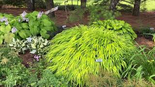 Hakonechloa All Gold [upl. by Zashin]