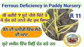 Fe deficiency in rice nursery ਝੋਨੇ ਦੀ ਪਨੀਰੀ ਪੀਲੀ ਹੋ ਕੇ ਜਮੀਨ ਵਿੱਵ ਵੱੜਦੀ ਜਾਦੀ ਹੈ ਤੇ ਕੱਦ ਰੁਕ ਗਿਅਾ [upl. by Ailimaj]