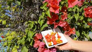 Petite Salade en Californie Pois Chiche Garbanzo amp Sel Rose de lHimalaya [upl. by Eenyaj]