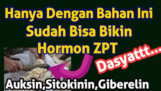 Pertanian  Cara Membuat Pupuk ZPT Hormon Tanaman GiberelinAuksinSitokinin [upl. by Anhaj]