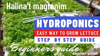 Paano Magtanim Ng Lettuce Sa Hydroponics Easy Steps and Complete Guide  AbundanT gaRden [upl. by Hilaria]