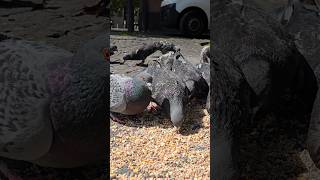 Feeding Pigeons in Glasgow Scotland 🤍 🕊️ pigeon pigeons birds nature beautiful [upl. by Hephzibah999]