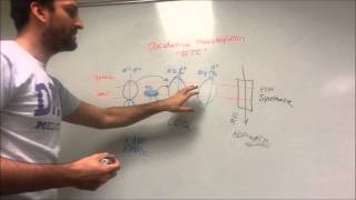 Oxidative Phosphorylation made easy [upl. by Rahmann353]