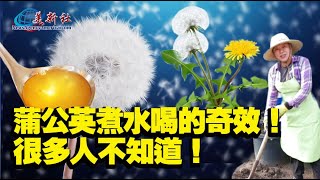 蒲公英煮水喝，竟然有這麼多奇效！很多人不知道！ [upl. by Gould359]