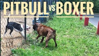 Pit bull vs Boxer dog attack [upl. by Zaslow]