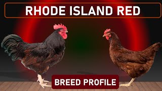 Chicken Breed Rhode Island Red  The Most Successful DualPurpose Chicken [upl. by Eyaf]