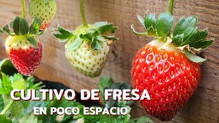 Cómo cultivar FRESA en casaesto es todo lo que me ha funcionado 🍓🌱 [upl. by Matejka74]