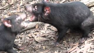 Tasmanian Devil FIGHT [upl. by Abijah60]