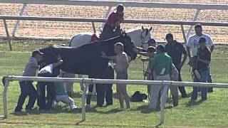 Tampa Bay Downs Horse in Pond 2 Front Angle [upl. by Conchita826]