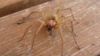 The Hobo Spider [upl. by Cudlip]