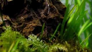 Moss and shrimp in the 350 Tank [upl. by Nord910]