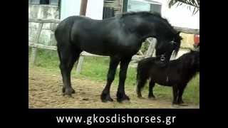 Επιβήτορας friesian παίζει με πόνυ  Stallion plays with pony [upl. by Plante]