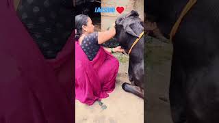 Lakshmi lad ladate hue ♥️🐄trending ytshorts shortsfeed cow youtube trendingviralvideo [upl. by Nannarb25]