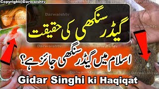 Gidar Singhi ki Haqeeqat  Islam Aur Gidar Singhi  Jackal Horn Facts  Gidar Singhi ke Fayde [upl. by Nairbo197]