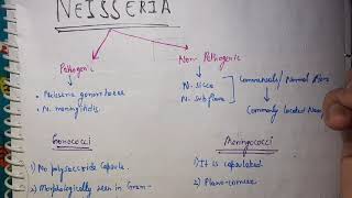 Neisseria Microbiology [upl. by Rairb682]