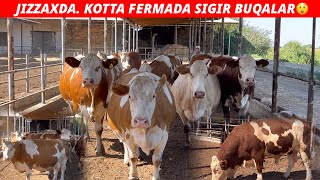 KOTTA FERMADA46 BOSH SIMMENTAL SIGIRLAR OPTIM NARXLADA TALA TALA😱❗️ [upl. by Quirita]