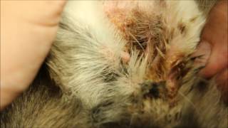 Chronic otitis externa in a Siberian Husky [upl. by Uyr]