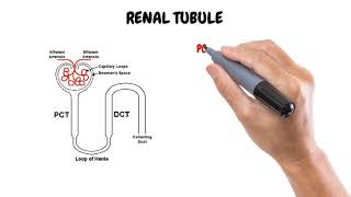 Chapter 3 Nephron structure and functions  Renal system anatomy and physiology  Nephrology [upl. by Saravat]