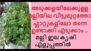 അടുക്കളയിലേക്കു മല്ലിയില വീട്ടിലോ ഫ്ലാറ്റിലോ വളര്‍ത്താംBenefits of Coriander Leaves [upl. by Gardel]