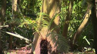 Jardin de Normandie  Jardin botanique de Vauville [upl. by Anitnerolf607]