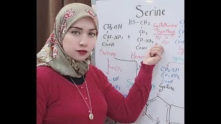 Protein Metabolism Session 10Sernie Amino Acid Metabolism [upl. by Nylknarf]