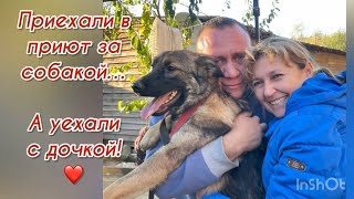 Приехали в приют за собакой… а уехали с дочкой ❤️ Приют для животных [upl. by Denman]