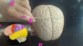 anatomy practical exam UPDATED anatomical model of the brain anatomy review [upl. by Chiarra]