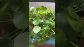 How to care Pilea Peperomioides  Chinese Money Plant pilea chinesemoneyplant indoorplant [upl. by Eusebio]