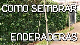 Como cultivar plantas trepadoras [upl. by Chally336]