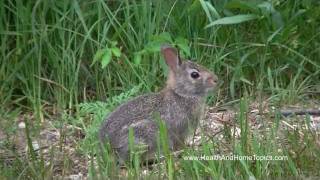 Cottontail Rabbit Nature Sounds Michigan  June 20 2011  Open Window Videos [upl. by Elata]