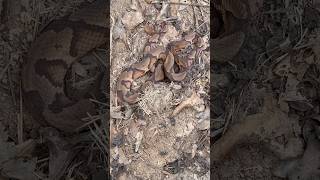 Flipping two copperheads coiled up in a mouse nest  herping reptiles fyp [upl. by Ibmat716]