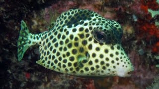 Facts The Spotted Trunkfish [upl. by Oys]