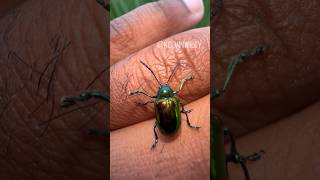 Dogbane Leaf Beetle Handling 🪲 [upl. by Okime]