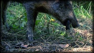 Wild Pig eats dead Rat 01  Dangerous Animals [upl. by Huttan389]