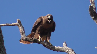 Golden Eagle or Redtailed hawk call [upl. by Mairam]